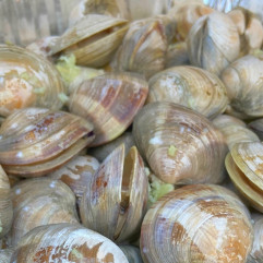 Frozen Cooked Clams 26-40pcs 500g